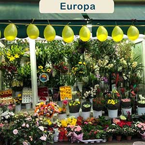 Consegna fiori Europa