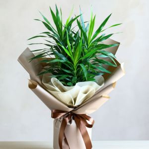 Dracaena
