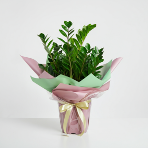 Zamioculcas