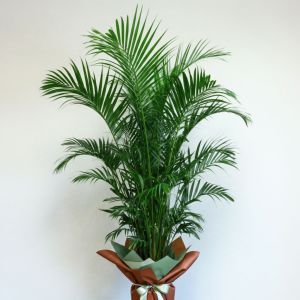 Kentia