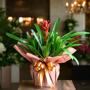 Bromeliad