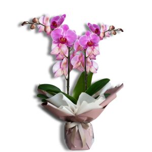 Pink Orchids