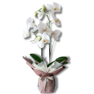 White Orchids